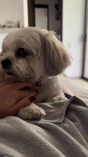 Small white dog petted on lap in Mexico City