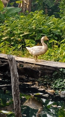 Goose on a wooden walkway above murky water in Banjarmasin