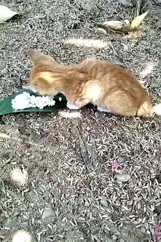 The video shows a small, orange tabby kitten eating a pile of white rice from a green leaf placed on the ground. The ground is covered in dirt, small stones, and scattered pieces of debris resembling seeds or small leaves. The kitten is positioned sideways to the camera, focused intently on the rice. A few dry leaves are scattered in the background. The lighting suggests an outdoor setting, possibly a yard or garden.