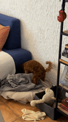 Morning domestic moments captured in Sutomore home with woman, poodle