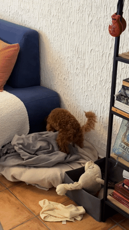 Morning domestic moments captured in Sutomore home with woman, poodle