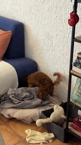 Morning domestic moments captured in Sutomore home with woman, poodle
