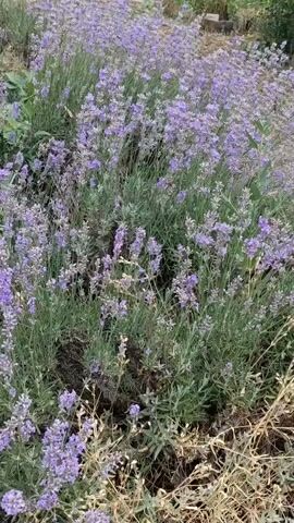 The video shows a close-up, panning shot of a lavender field. The camera moves slowly across the field, focusing on the dense growth of lavender plants. The plants are in bloom, with numerous purple flower spikes. The leaves are a grayish-green color. The background is blurred, but hints of other foliage and possibly some structures are visible. The lighting suggests it is daytime, possibly late afternoon or early evening, with soft, natural light. There are no people or animals visible in the video. The overall impression is one of a peaceful, natural setting.