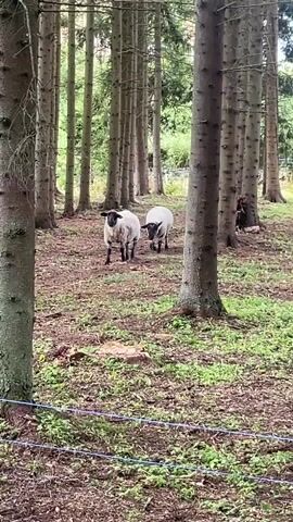 Two sheep are walking through a forest. The sheep are white with black heads and legs. They are walking on a path covered in dirt and leaves. There are tall pine trees surrounding the path. The sheep are walking away from the camera.