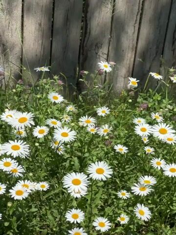 The video displays a close-up shot of a patch of daisies blooming in front of a weathered wooden fence. The daisies are white with yellow centers and are clustered together, interspersed with green foliage and some small pink clover flowers. The fence, composed of vertical wooden planks, shows signs of age and exposure to the elements. Sunlight casts shadows from the fence onto the daisies and greenery, indicating an outdoor setting on a sunny day. The camera appears to be stationary.