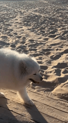 White dog strolls Jūrmala beach amid boardwalk activity