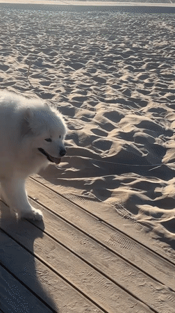 White dog strolls Jūrmala beach amid boardwalk activity