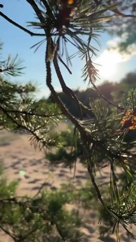 The video is a close-up shot of pine needles and branches in the foreground, with the sun shining through them. The background is blurred but appears to be a sandy beach with trees and a body of water in the distance. The sky is blue with some scattered clouds. The lighting suggests it is daytime, possibly late afternoon or early evening due to the low angle of the sun. There are no people or visible actions in the video.