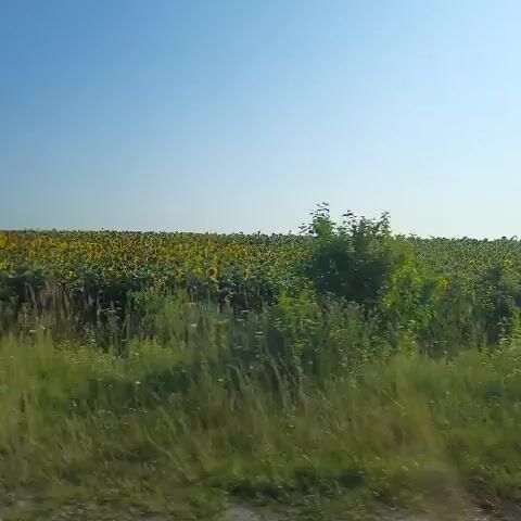 The video shows a wide shot of a field of sunflowers under a clear blue sky. The camera is moving, giving the impression of traveling alongside the field. The sunflowers are dense and fill the middle ground of the image, with green grass in the foreground. The sky takes up the top third of the frame. There are no people or animals visible in the video.