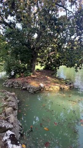 The video showcases a tranquil pond scene in Rome, Italy. It opens with a wide shot of a small, rocky island situated in the middle of a pond, featuring a large, leafy tree. Sunlight filters through the tree, illuminating the water and the ground covered with fallen leaves. A white bird, identified as a Muscovy duck due to its white plumage and prominent red facial caruncles, stands at the edge of the island, close to the water.

The camera then zooms in on the duck, highlighting its features as it stands on the moss-covered rocks. The pond water, a greenish hue, contains numerous fallen leaves and several bright orange fish, possibly koi, swimming beneath the surface. The duck then lowers its head, dipping its beak into the water to drink, with its reflection clearly visible in the calm water. The scene captures a peaceful moment of the bird interacting with its natural environment.