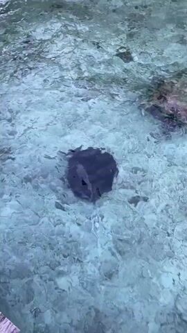 A single, dark-colored ray swims slowly through shallow, clear water. The water is filled with small white pebbles and some rocks are visible on the seabed. The ray is dark and disc-shaped, with its fins appearing to gently undulate as it moves. The overall scene suggests a tropical or subtropical marine environment, possibly near a pier or shallow reef.