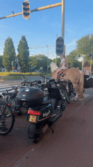 Horseback riders wait at traffic light in The Hague