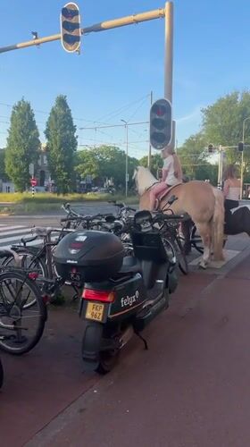 Horseback riders wait at traffic light in The Hague