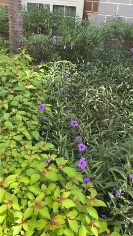 The video shows a winding path through a lush garden area. On the left side of the path are large, dense bushes with bright green leaves and hints of red. Scattered amongst the green foliage are small purple flowers. To the right of the path, the vegetation is denser and darker green, with some taller, thinner plants interspersed. In the background, a light-colored building with multiple windows and balconies can be seen, along with palm trees. The path itself is made of a light gray, speckled concrete material, and dappled sunlight filters through the leaves, creating shadows on the ground. The camera appears to be moving along the path, capturing the scenery from a first-person perspective.