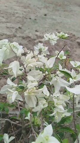 The video displays a close-up, handheld shot of white bougainvillea flowers against a backdrop of dry, sandy soil. The camera slowly pans and zooms, focusing on the delicate white petals and green leaves of the flowering plant. Some of the flowers are fully bloomed, while others are in bud. The plant has thorny stems, typical of bougainvillea. The overall lighting suggests an outdoor environment, possibly under natural daylight. There are no people or animals visible in the video.