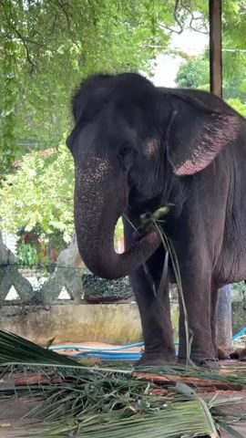 An adult elephant stands in an outdoor enclosure, with trees providing overhead cover. The elephant is dark gray with some pinkish patches on its ears and face. Its trunk is lowered, touching a pile of green foliage on the ground in front of it. The elephant appears to be interacting with the foliage, possibly eating it. The enclosure has a low concrete wall and fence in the background, and what looks like a roof structure supported by a metal pole to the right. The ground is dirt or sand, with some blue piping visible. The elephant has chains on its legs.