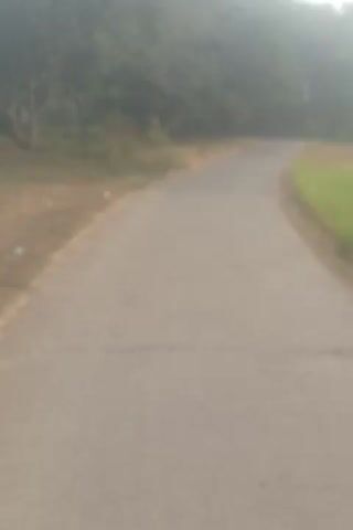A blurry, low-resolution video captures a paved road with a grassy shoulder on the left. The road appears to be slightly cracked. Dense green foliage lines the edge of the road on the left side. The lighting suggests it may be overcast or twilight. The camera angle is tilted, and the motion is somewhat jerky.