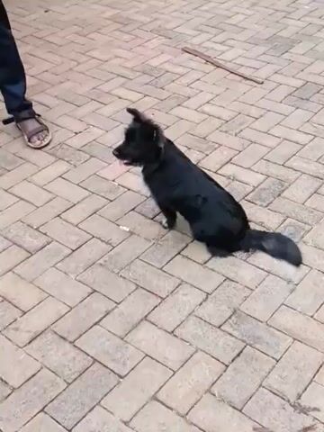 This video shows two dogs interacting on a brick patio. The setting appears to be outdoors, possibly a backyard or courtyard, with a wall and some greenery visible in the background. The ground is paved with interlocking bricks, and a stick lies on the ground in the middle of the frame.

In the foreground, a black dog with a fluffy tail is sitting upright and looking to its left. It has pointed ears and appears alert. Further back on the patio, a lighter-colored, fluffy dog is lying down, facing away from the camera and towards the black dog. It seems to be resting or observing the other dog.

The activity appears to be a relaxed interaction between the two dogs. There are no people clearly visible, though a person's sandal can be seen at the very edge of the frame on the left. The lighting suggests it is daytime, and the weather seems pleasant. The overall mood is calm and casual. No text is visible in the video. The location context of Olkeri ward, Kenya, places the scene in an urban or semi-urban residential area of that region.