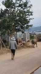Morning farm life documented in rural Vietnamese villages