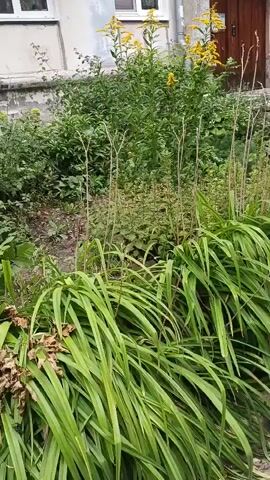 The video shows a close-up view of a densely planted garden bed in front of a building. The plants are mostly green, with some tall, thin stalks reaching upwards. In the background, there are clusters of yellow flowers, possibly goldenrod, blooming on tall stalks. The building appears to be made of concrete or stucco and has some windows and a wooden door visible. The lighting suggests it is daytime. There are no people or animals visible in the video.