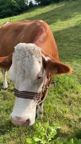 The video depicts a close-up encounter with a cow in a grassy field. The cow is primarily brown and white with a harness around its head. The camera focuses on the cow's face, particularly its mouth and nose. There is a yellow tag on its ear with the number "98509". The video shows the cow licking its nose and eating from a green bush. The camera moves in for a very close shot of the cow's nose, showing its texture and coloration. The setting appears to be a sunny, rural area with trees in the background.