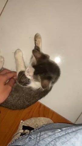 The video shows a person's hand petting a cat that is lying on its back. The cat is a tabby and white domestic shorthair. Its eyes are partially closed, and its mouth is slightly open. The cat's front paws are raised and are near its face. The hand is stroking the cat's chest and abdomen. The environment appears to be indoors, with a tiled floor and a wooden baseboard visible. There is also a piece of clothing, possibly jeans with some pearl-like embellishments, in the lower part of the frame.