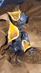 Nestlings begging for food in fabric nests, Ngumpul