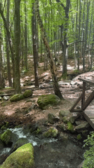 Forest stream and woodland path captured near Sofia