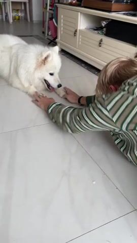 A white Samoyed dog lies on a tiled floor, looking at a person who is also on the floor in front of it. The person is wearing a striped shirt and has their hands on the floor. The dog extends its tongue and wags its tail, then lies down and nudges the person's hand. The scene takes place indoors, with furniture visible in the background.