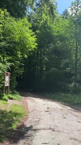 The video shows a path in a forest. The path is dirt and gravel and leads to a grassy area in the distance. The trees are green and leafy, and the sky is blue with white clouds. There is a single caw audible.