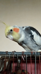 Cockatiel hangs upside down from cage bars in Bilajari