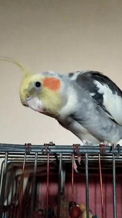 Cockatiel hangs upside down from cage bars in Bilajari