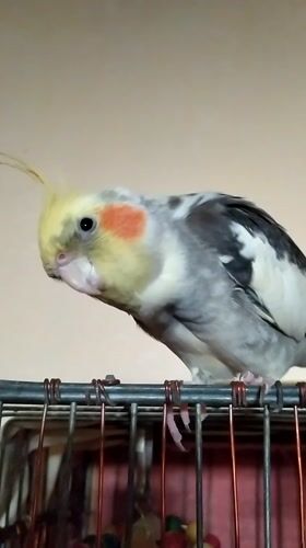 Cockatiel hangs upside down from cage bars in Bilajari