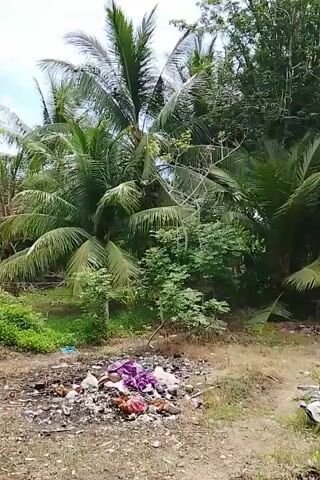 The video shows a patch of ground with some debris, including a pile of garbage with colorful clothing items scattered on top of it. There are several trees in the background, including a coconut tree, and the sky is visible. The ground appears to be dry and dusty. In the distance, a clothesline with clothes hanging on it is visible. There are also some white bags lying on the ground.