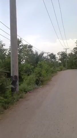 The video presents a low-angle, moving perspective down a sparsely paved road in a rural setting. The road is flanked by dense green foliage on the left and right sides, with trees visible in the background. Overhead power lines are strung between utility poles that stand along the roadside. At the start of the video, a stone sign with Arabic writing is briefly visible. As the video progresses, a figure appears briefly in the distance on the left side of the road, seemingly near a pile of dirt. The sky is overcast, suggesting it might be early morning or late afternoon. The overall environment suggests a quiet, rural or semi-rural area.