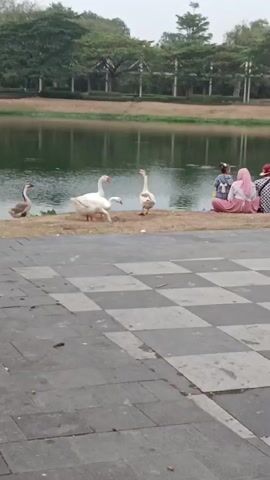 A group of white geese is gathered near the edge of a body of water. Some of the geese are walking, while others are standing. Several people are sitting on the ground by the water, watching the geese. In the foreground, a person is pushing a stroller with a child in it, and another person is sitting beside them. The background shows trees and a bridge.