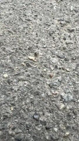 The video is an extreme close-up, low-angle shot of an asphalt surface. The asphalt is grey and textured, with visible small stones and pebbles embedded within it. A small, dark object, possibly an insect, is visible near the center of the frame at the 0:00 mark and moves slightly throughout the footage. There are also a few small, brown twigs scattered on the surface. The lighting appears to be natural daylight. The camera is in motion, creating a blurred effect as it pans and moves across the ground.