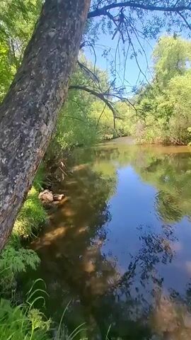 The video begins with a close-up of the textured bark of a tree trunk on the left side of the frame. Sunlight filters through the leaves of trees, dappling the ground and the surface of a calm river. The river's water is clear, allowing the sandy bottom and submerged rocks to be visible. Lush green foliage lines the riverbanks, with various trees and bushes creating a dense canopy overhead. The sky is a clear blue. The camera pans slowly to the right, following the course of the river. Reflections of the trees, sky, and branches are visible on the water's surface, creating a mirror-like effect. As the camera continues to move, the perspective shifts to reveal more of the river and the surrounding forest. The scene is tranquil and serene, with the gentle flow of the river and the sounds of nature implied. The video concludes with a wider view of the river winding through the dense greenery.