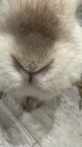 This close-up video focuses on the face of a rabbit. The subject is a rabbit's nose and mouth area, with soft, light-colored fur. The focus is tight, obscuring the rest of the rabbit and the surroundings, except for a hint of a wooden surface below. The lighting appears to be indoor, with no indication of the time of day or weather. The rabbit's nose twitches, suggesting it is actively sniffing or breathing. There is no visible text in the media. The location context of Troitsk, Russia, provides a geographic setting but is not visually evident in the frame. The overall mood is gentle and intimate, highlighting the subtle movements and textures of the animal.
