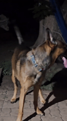 German Shepherd at a late-night backyard cookout in Amarillo