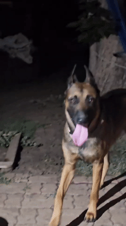 German Shepherd at a late-night backyard cookout in Amarillo