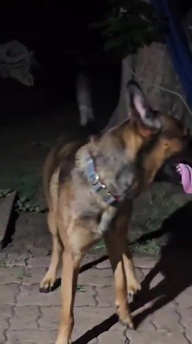 German Shepherd at a late-night backyard cookout in Amarillo