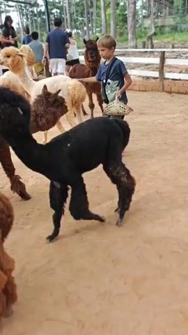 A young boy with blond hair is standing in a sandy enclosure with several alpacas. He is wearing a blue t-shirt with a cartoon character on it, green shorts, and white sandals. He is holding a woven basket in his left hand and reaching out with his right hand to pet a brown alpaca. Several other alpacas are visible in the background, including a white one, a black one, and a reddish-brown one. There are other people in the background, some of whom appear to be observing the alpacas. The enclosure is surrounded by a fence and there are trees and a building in the distance. The ground is covered in a light brown, sandy material. The overall scene appears to be an alpaca farm or petting zoo.