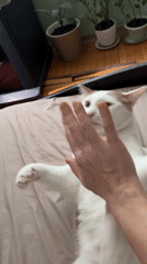 White and ginger cat relaxing at home in Vsevolozhsk