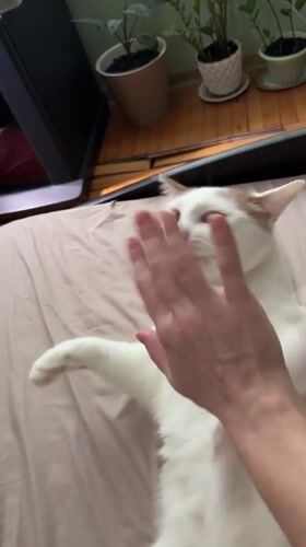 White and ginger cat relaxing at home in Vsevolozhsk
