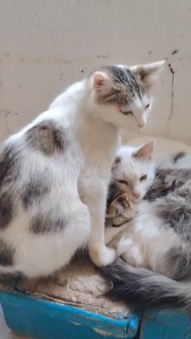 Two cats are resting together. One cat, with white fur and brown patches, is sitting upright, looking down. The other cat, with white and gray fur, is curled up and resting its head on the first cat's body. They are positioned on a wooden surface with a white brick wall in the background.