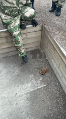 Person in camouflage observed near animal enclosure
