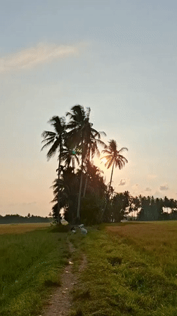 Rural sunset, cattle crossing captured in Tanjongawe, Indonesia