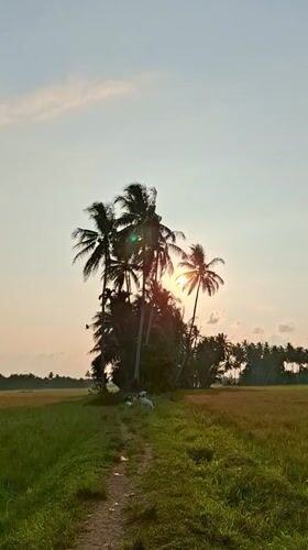 Rural sunset, cattle crossing captured in Tanjongawe, Indonesia