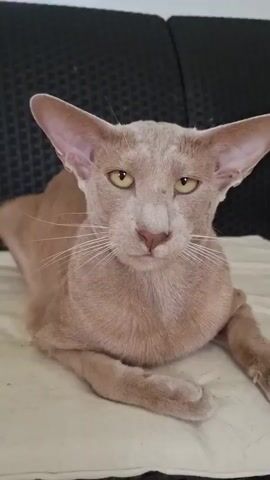 A light brown cat with large ears sits on a light-colored cushion. The cat turns its head down and begins licking its paw. The background is dark and textured.